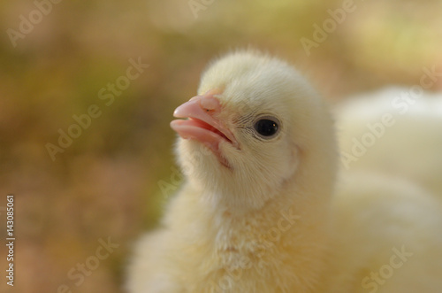 Little young chicken © Jiri Dolezal