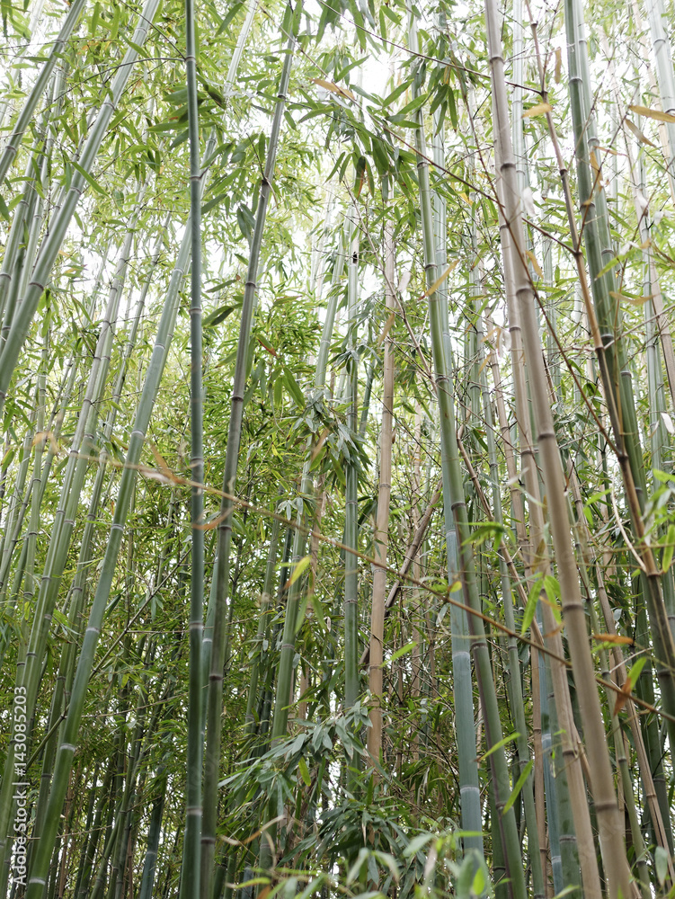 detail of bamboo forest detail of bamboo forest
