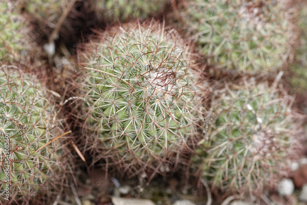 detail of a succulent plant detail of a succulent plant