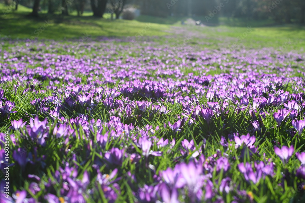 Meadow of blooming spring flowers crocus growing in wildlife Meadow of blooming spring flowers crocus growing in wildlife