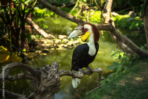 Colorful Toucan sitting among green leaves on branch in tropical forest