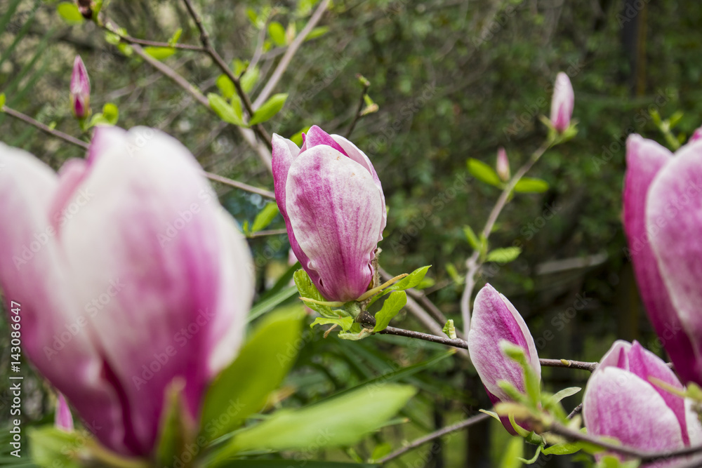 pink flowers on tree