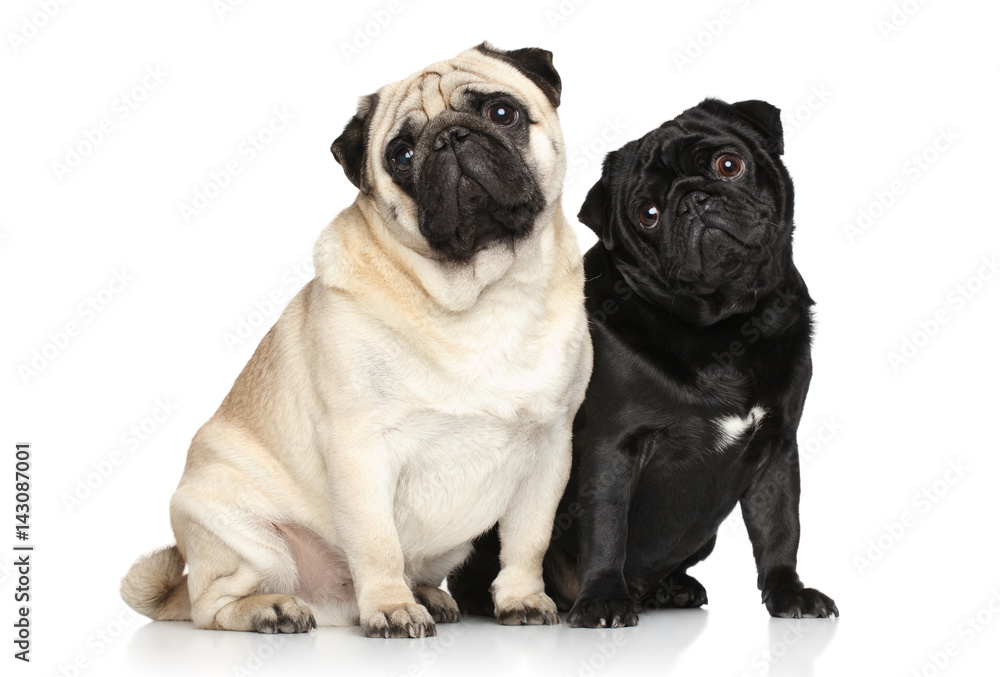 Two pugs. Portrait on white background