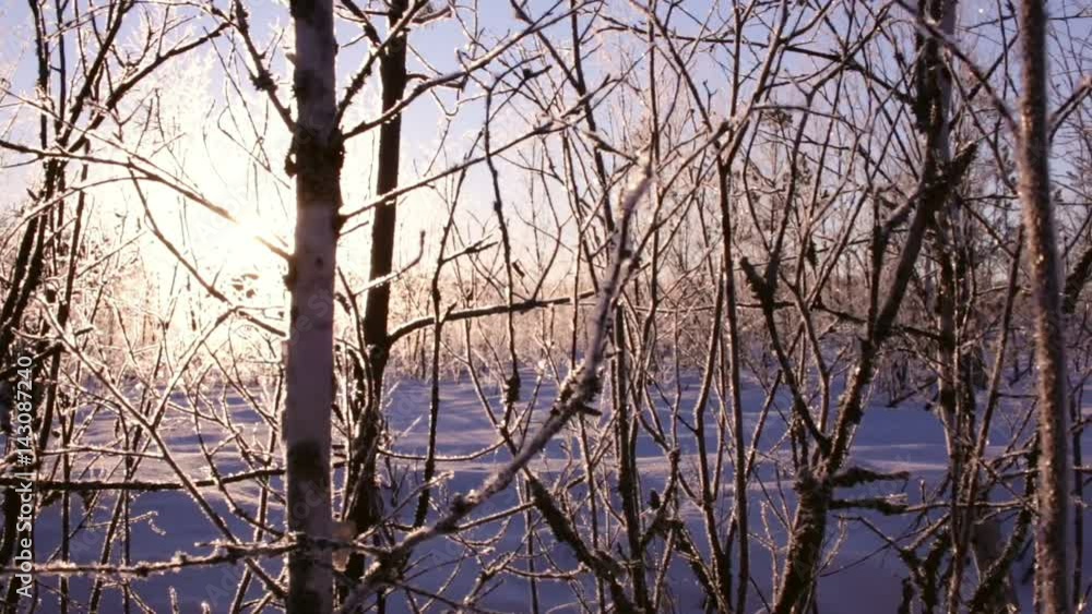 Rising sun blinking behind frosty trees Rising sun blinking behind frosty trees