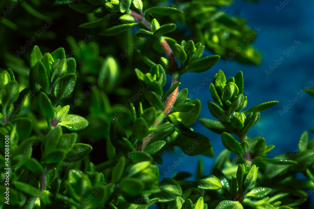 Lemon thyme on a blue abstract background close up