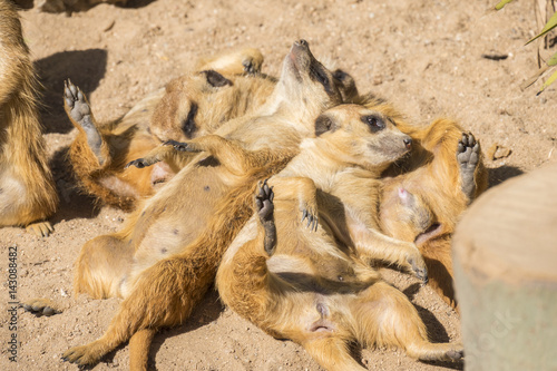 Meerkats to the sun prying  Suricata suricatta