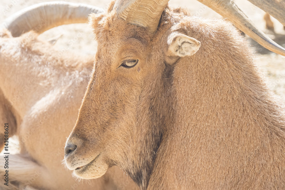 Atlas Muflon resting, Ammotragus lervia Atlas Muflon resting, Ammotragus lervia