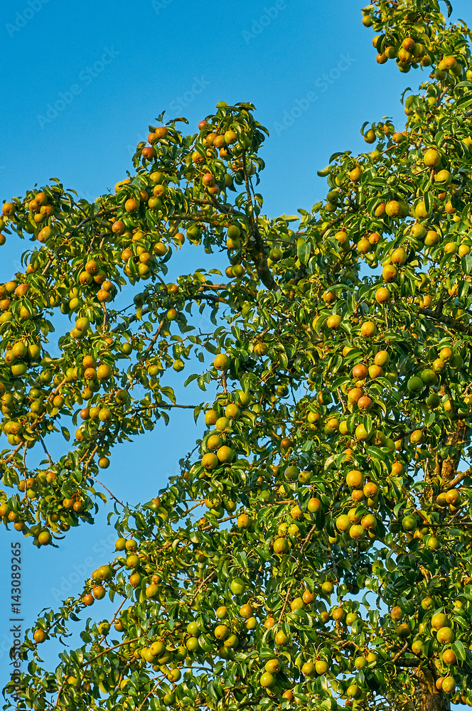 Green pears Green pears