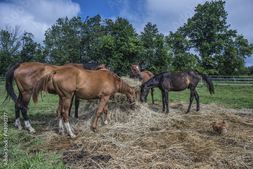 Horses in a field eating hay with trees and blue sky in background