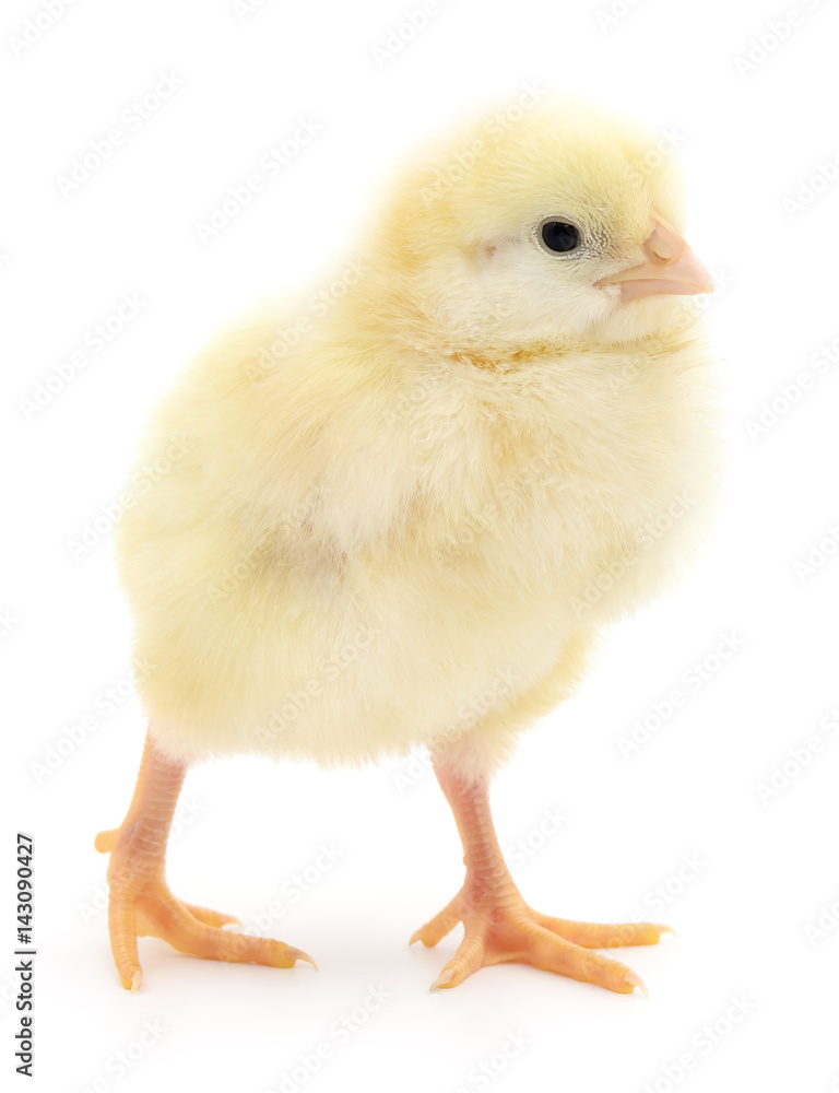 Small yellow chicken.