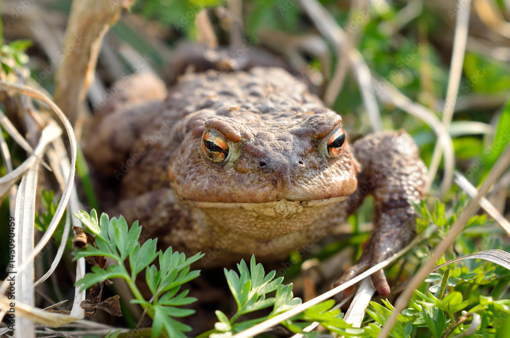 Large earth toad hunts from shelter in the dry grass Large earth toad hunts from shelter in the dry grass