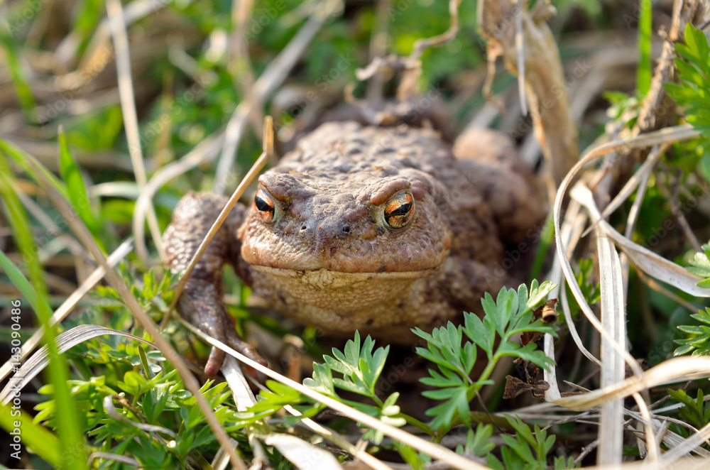 Fototapeta premium Large earth toad hunts from shelter in the dry grass