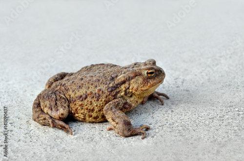 Large earth toad sits on a concrete road
