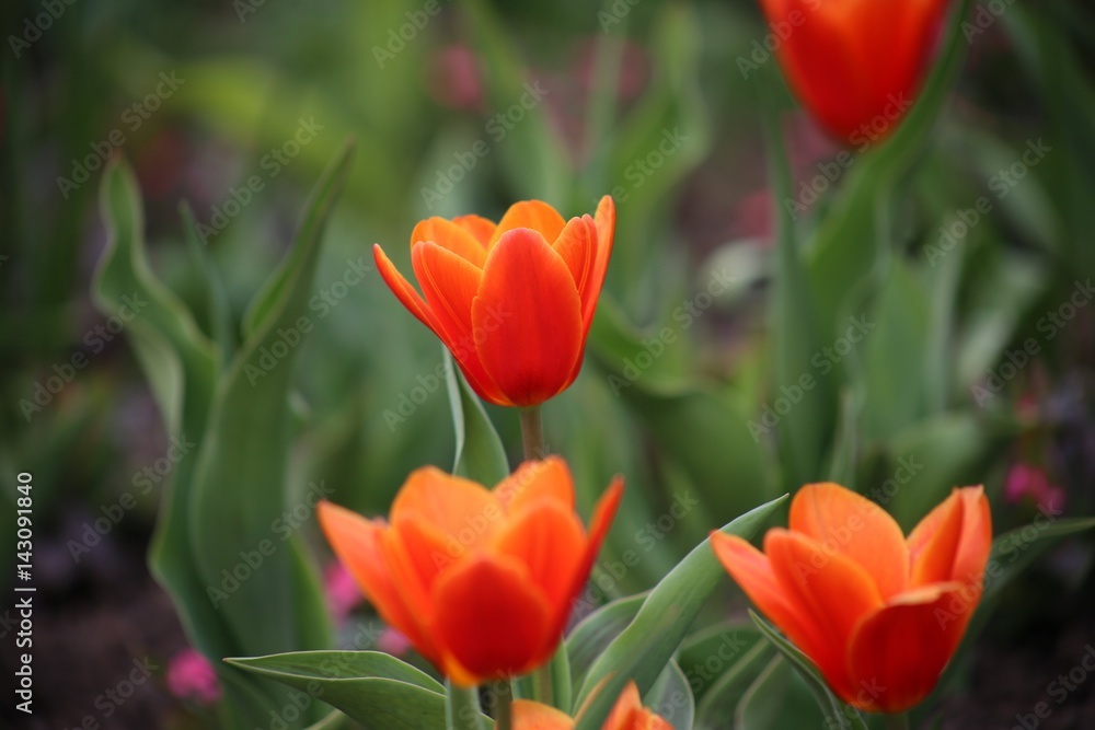 Rote Tulpen im Blumenfeld (Tulipa Kaufmanniana)
