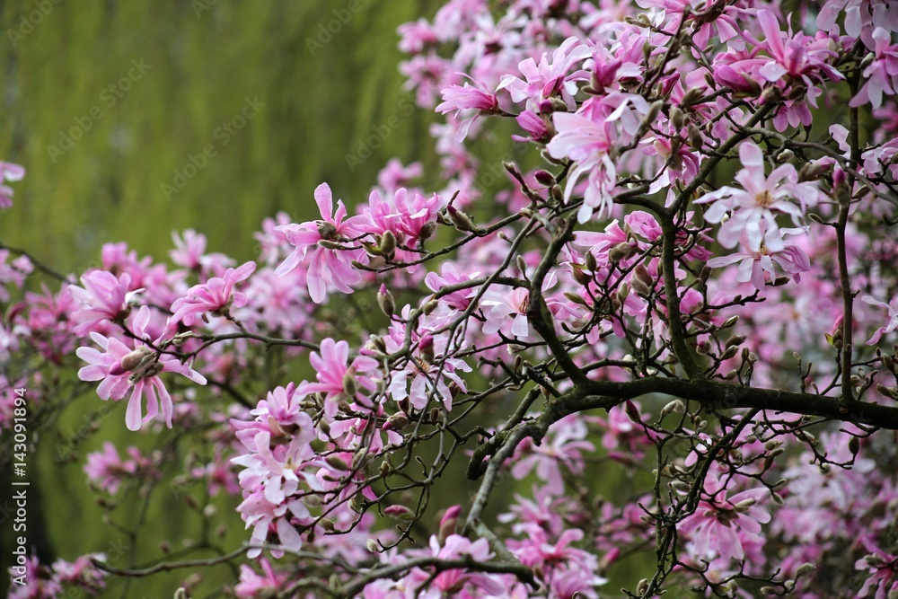 Magnolienzweig rosa sternförmige Magnolie vor grünem Hintergrund