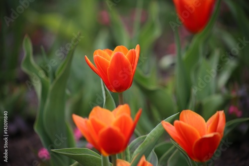 Rote Tulpen im Blumenfeld  Tulipa Kaufmanniana 