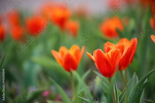 Rote Tulpen im Blumenfeld  Tulipa Kaufmanniana 