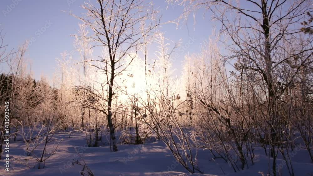 Rising sun seen through frosty trees Rising sun seen through frosty trees