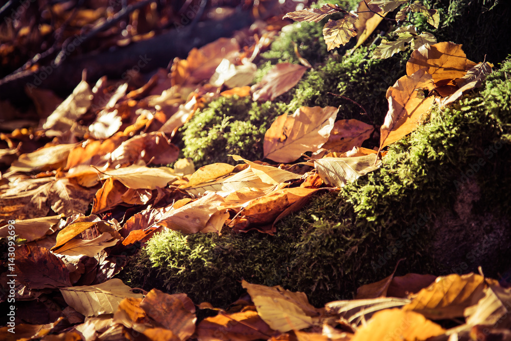Herbstlaub im Wald bei Sonnenschein outdoor bunt laub Herbstlaub im Wald bei Sonnenschein outdoor bunt laub