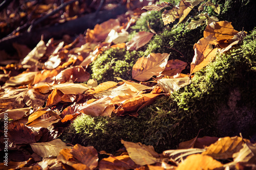Herbstlaub im Wald bei Sonnenschein outdoor bunt laub