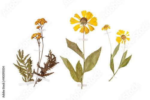 Fotografie Set of wild dry pressed flowers and leaves