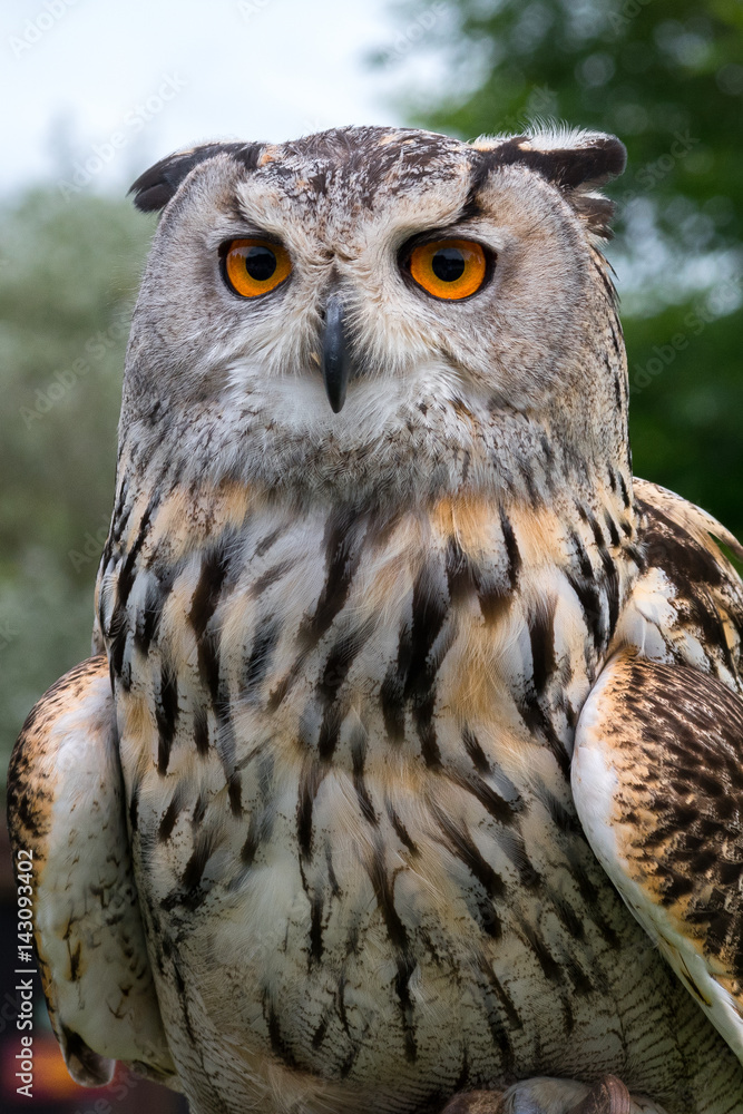 Fototapeta premium European Eagle Owl