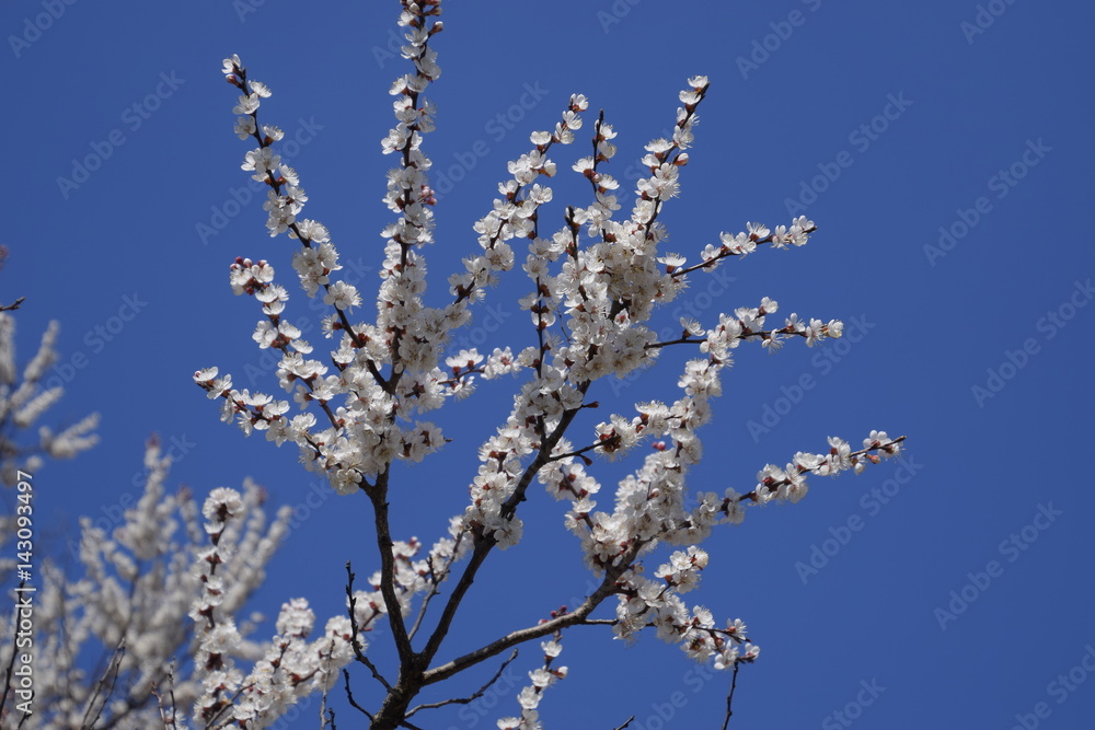 Spring flowering trees. Pollination of flowers of apricot. Blooming wild apricot in the garden Spring flowering trees. Pollination of flowers of apricot. Blooming wild apricot in the garden