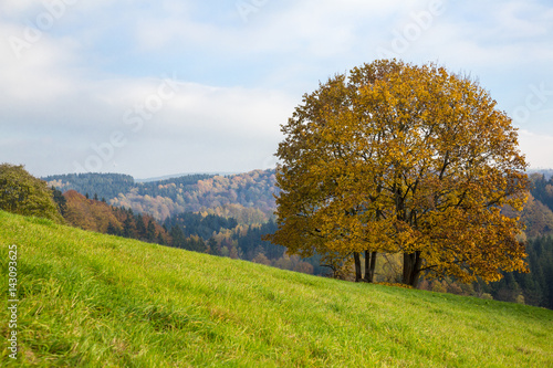 Herbst Landschaft mit Baum