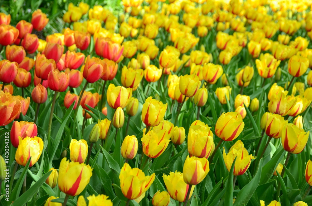 Obraz premium Yellow tulips in the Keukenhof park in Netherlands