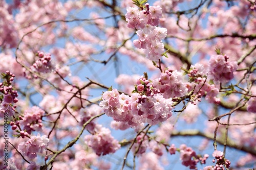 Grußkarte - Japanische Kirschblüte - Frühling