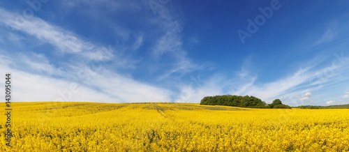 panorama of beautiful field of yellow flowers under amazing cloudy sky. natural summer or spring background