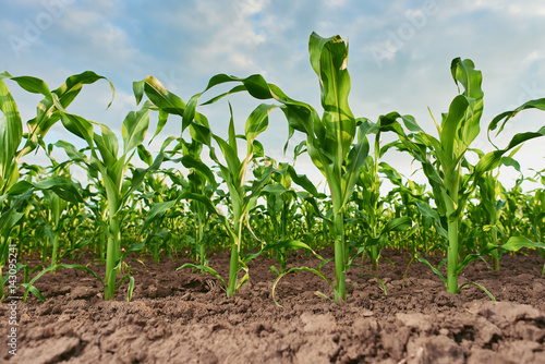 field of fresh young corn stalks cornfield