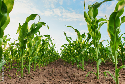 field of fresh young corn stalks cornfield