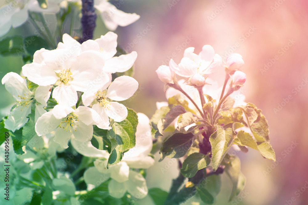 Obraz premium spring blossom