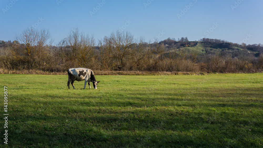 cow grazes on a meadow a rustic landscape
