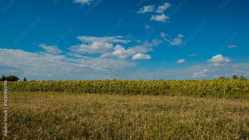 Agricultural field of sunflower and sky