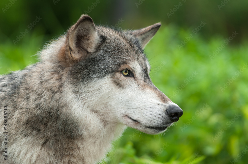 Grey Wolf (Canis lupus) Profile to Right Grey Wolf (Canis lupus) Profile to Right
