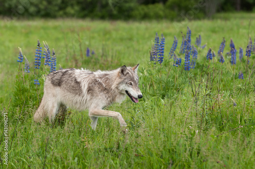 Grey Wolf (Canis lupus) Juvenile Walks Past Lupin Patch