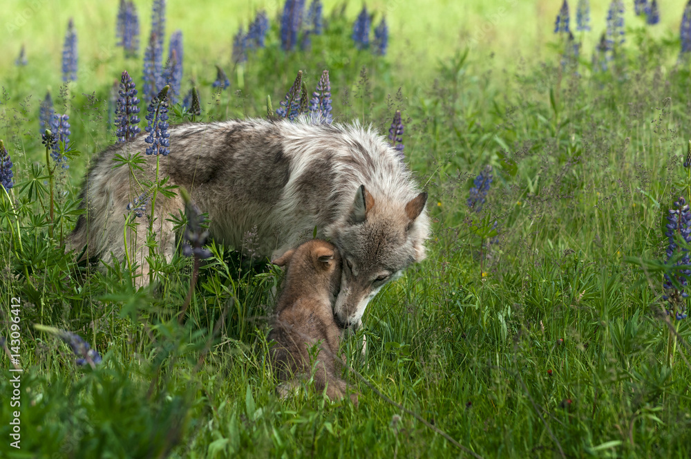 Grey Wolf (Canis lupus) Juvenile and Pup Share Moment Grey Wolf (Canis lupus) Juvenile and Pup Share Moment