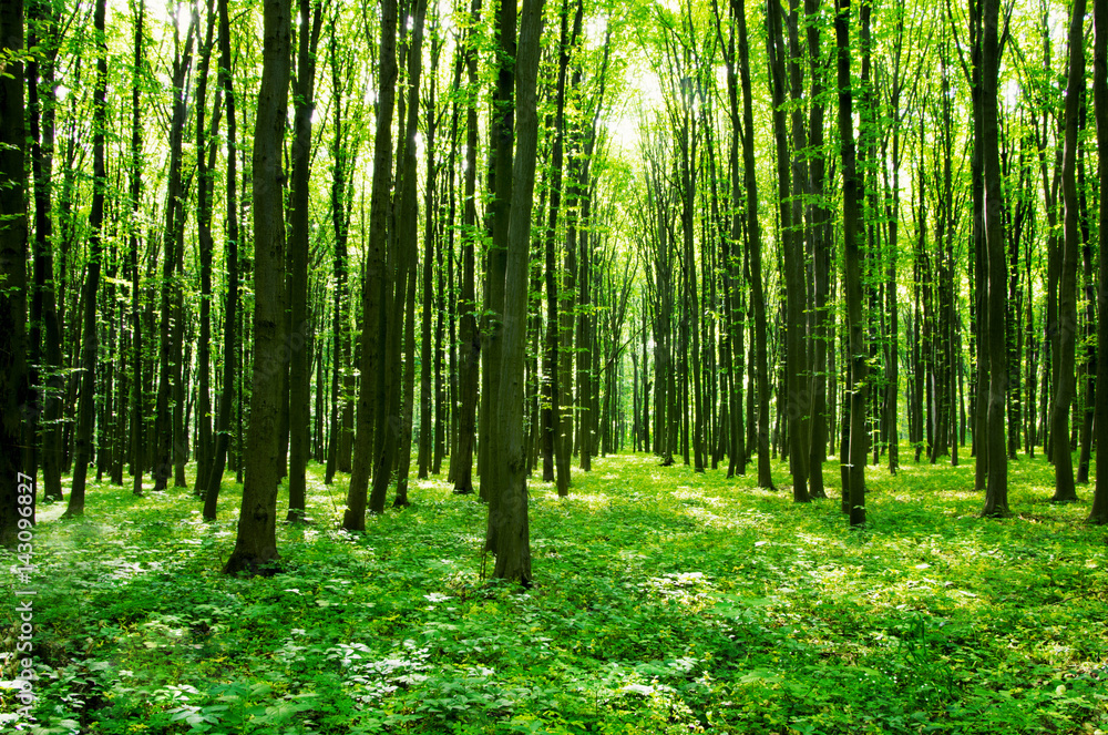 forest forest