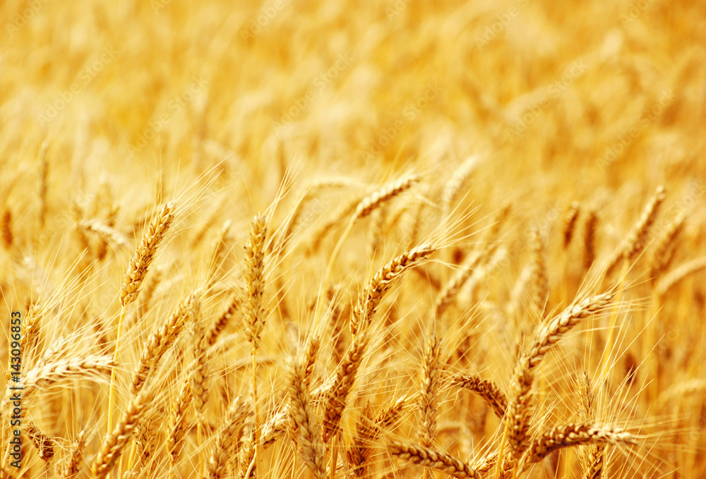 Fields of wheat at the end of summer fully ripe Fields of wheat at the end of summer fully ripe