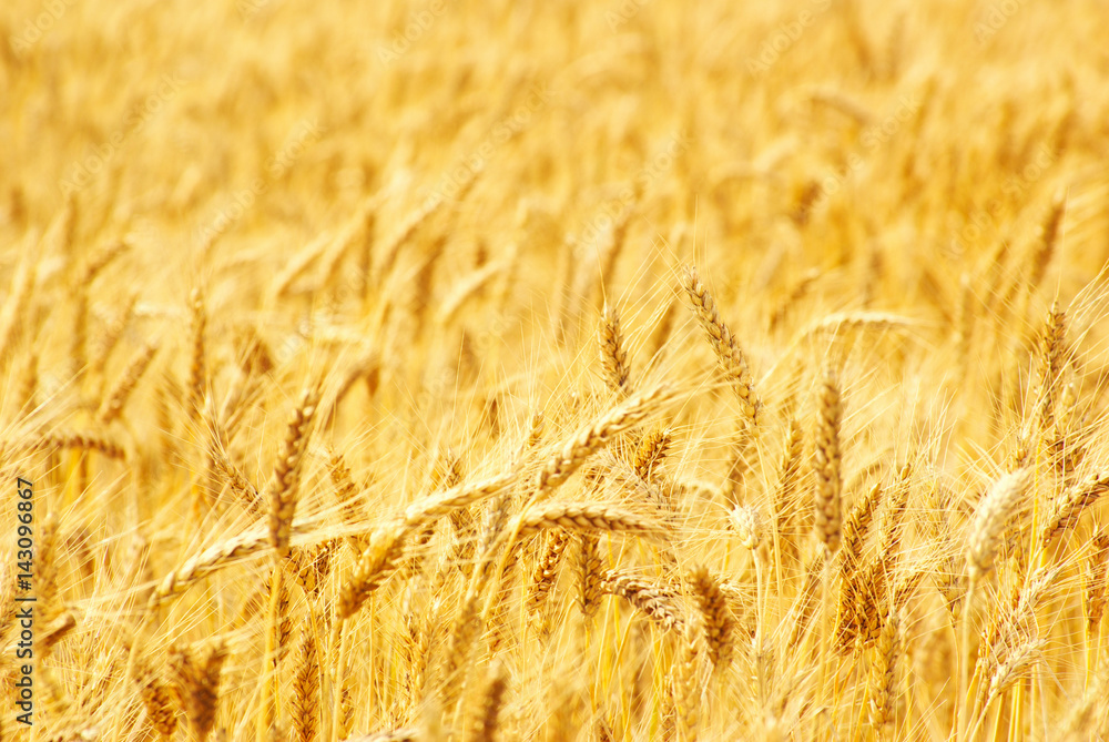 Fields of wheat at the end of summer fully ripe Fields of wheat at the end of summer fully ripe