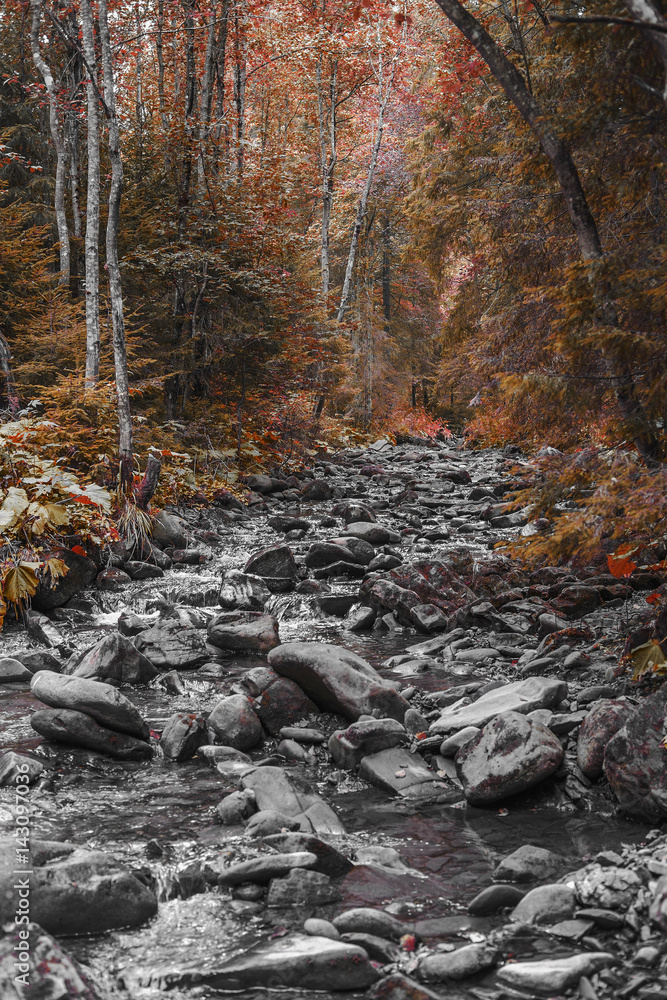 black and white landscape forest river stones wooden black and white landscape forest river stones wooden