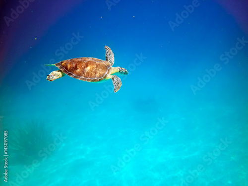 Turtle swimming