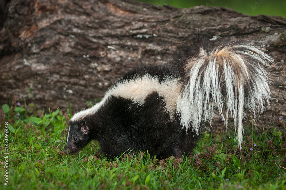 Striped Skunk (Mephitis mephitis) Sniffs in Grass by Log Striped Skunk (Mephitis mephitis) Sniffs in Grass by Log