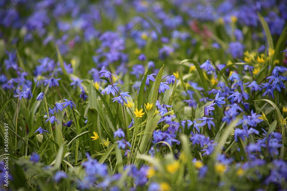 Wiesen mit Blausternchen (Scilla Siberica) im Frühling April