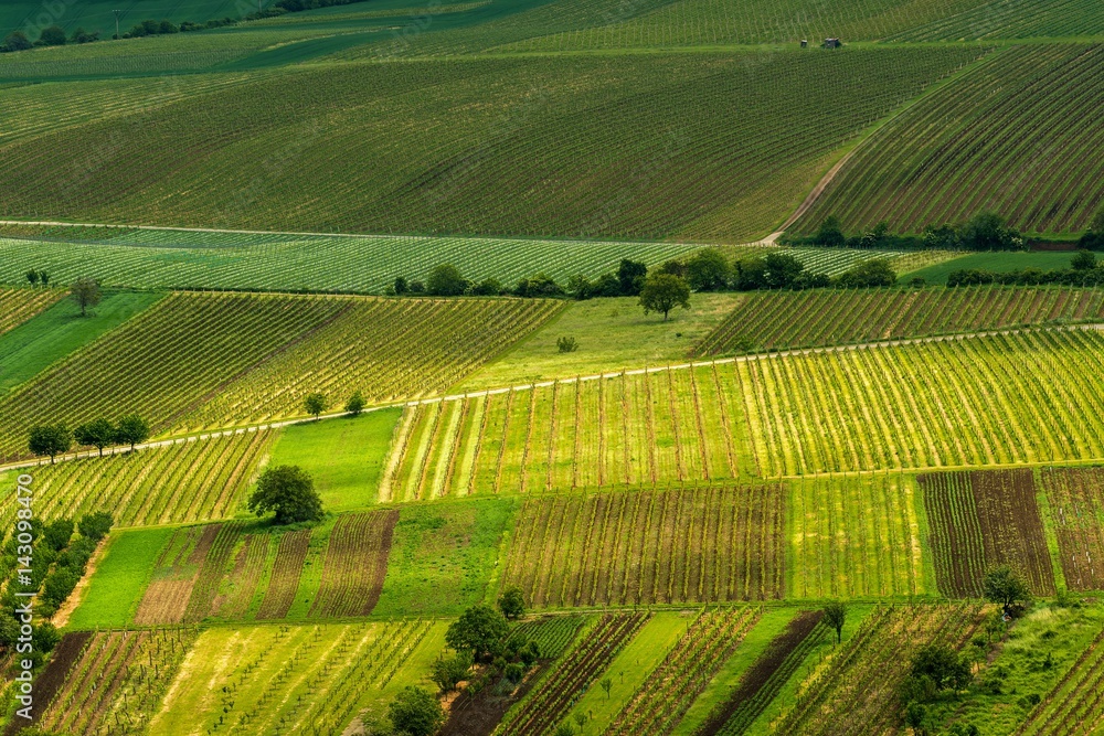 Vineyards, spring, Moravia