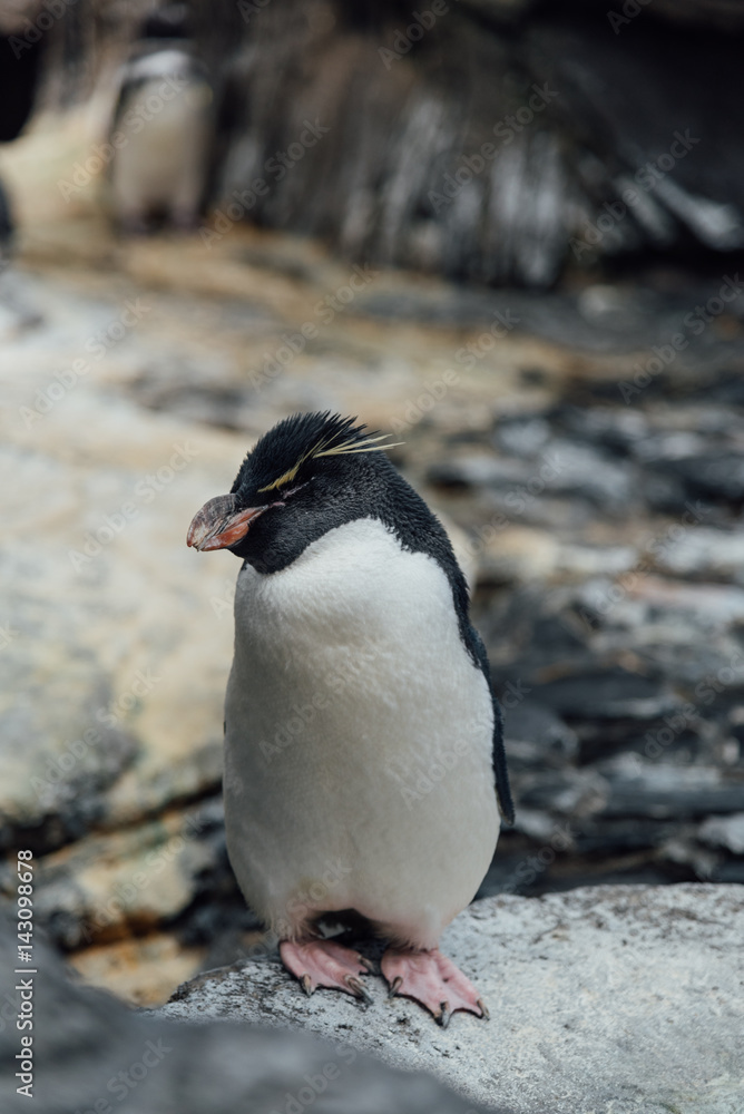 Fototapeta premium Rockhopper penguin in the zoo