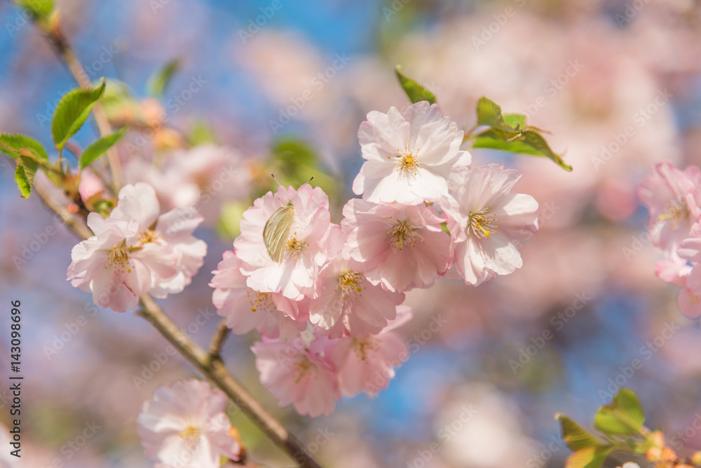 Sulphur butterfly on cherry blossom during spring with selective focus Sulphur butterfly on cherry blossom during spring with selective focus