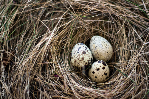 Birds nest with three eggs in hay.